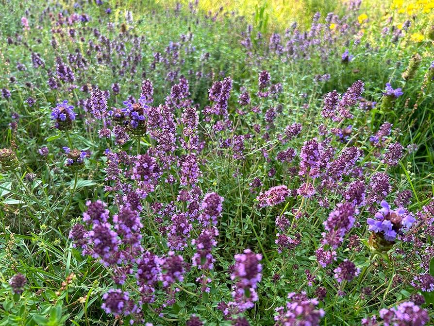 Amazon.com : Flawn Seed Kits Bee Lawn Seed Kit, Dutch White